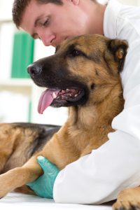 veterinarian hugging German Shepherd dog