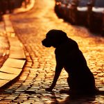 Syns din hund i mörkret?